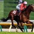【セントライト記念見どころ】成長した姿を披露するゴーイントゥスカイ