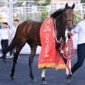 【セントライト記念】「この子の馬生の分岐点になる」尾形調教師自慢のサノノグレーターがＧ１へ向け前哨戦で結果を出す