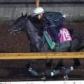 【ローズＳ】モンローウォークの快進撃は止まらない！無傷４連勝へ上村調教師「レースセンスがいいですね」