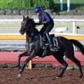 【セントライト記念】アスクエジンバラは重賞でも好走続く得意の中山で始動　岩田康誠騎手「帰ってきた時から落ち着きがある」