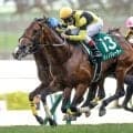 【AI予想・セントライト記念】東の菊花賞トライアルは前走の人気やクラスに注意!? 人工知能は配当妙味十分な3頭を高評価