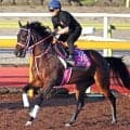 【ローズＳ】骨折明けでも猛時計　タイセイボーグは成長を遂げての復帰戦　松下調教師「秋華賞に向けて、いい競馬を」