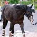 【チャレンジＣ】古馬との戦いを選んだ３歳馬マテンロウゲイル　野中調教師「阪神の２０００メートルで強い競馬をしている」
