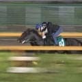 6F79秒7の好時計 キリマンジェロタフが初陣へ/関西馬メイクデビュー情報
