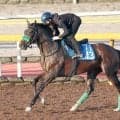 【チャレンジＣ】もう銀メダルはいらない　ジョバンニが得意舞台で初タイトルへ　杉山晴調教師「しっかりしてきた」
