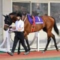 【注目馬動向】土佐の英雄　黒船賞３連覇のシャマルが高知競馬に移籍　１３日に地方デビュー　打越調教師「身の引き締まる思いです」