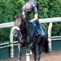 【注目馬動向】重賞３連勝中のマテンロウコマンドはＪＢＣスプリントに参戦　長谷川調教師「安定感が出てきましたね」
