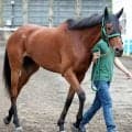 【注目馬動向】クイーンＳ勝ちのココナッツブラウンはマイルＣＳへの参戦決定　上村調教師「距離適性を考えて」