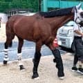 凱旋門賞に出走予定のメイショウタバルとアドマイヤテラが栗東を出発　石橋調教師「メンタルは安定している」