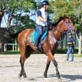【今週のトク注新馬】ディープボンドの半弟サトノアニマは１３日中山デビューへ　鹿戸調教師「お兄さんくらいに…」