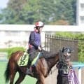 【注目馬動向・２歳】函館２歳Ｓ５着のシグレはファンタジーＳ　新馬勝ちのファミーリエはアルテミスＳへ