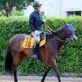 【チャレンジＣ】前走で衝撃レコードをたたき出した３連勝中マリアイリダータ　田中博調教師「春頃から大人に」