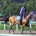 【チャレンジＣ】前走大敗のフィーリウスは馬具を外して巻き返しを狙う　「チークも逆効果だった気がする」