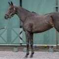 「動いた時のバネ感がGI級名馬のそれ」 ローズSに出走する好馬体の持ち主とは