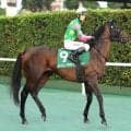 【チャレンジＣ】ジーティーアダマンは２戦２勝の阪神で反撃態勢　上村調教師「大きな馬場でゆっくり走らせた方がいい」