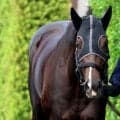【神戸新聞杯・１週前】武豊騎手と初コンタクトの５・９億円馬エムズビギン「いい馬ですよ。間違いなく」