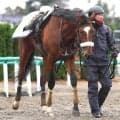 【注目馬動向】競走馬への復帰が難しいと判断されタイダルロックが引退　疾病のため青葉賞２着から復帰ならず...