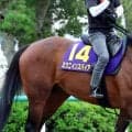 【注目馬動向】宝塚記念１２着のミクニインスパイアは京都大賞典へ　林調教師が発表