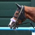 クリノメイが競走馬登録抹消　２０２５年チューリップ賞Ｖ　木村牧場で繁殖入りの予定