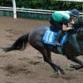 【チャレンジＣ】春古馬Ｇ１で好走したタガノデュードは好気配　宮調教師「地力が付いてきて、かなり強くなっていると思う」