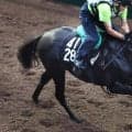 【セントライト記念】上がり馬サヴォアフェールが初タイトルへ　杉山晴調教師「非常に楽しみにしています」