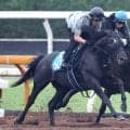 【チャレンジＣ】センツブラッドは状態良好　斉藤崇調教師も「馬場が悪くても頑張ったと思います」と納得の追い切り