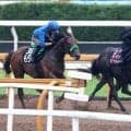 【神戸新聞杯】２冠馬ロブチェン、不良馬場で１１秒７とさすがの動き　杉山晴調教師「改めてすごい馬」