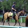 【ＰＯＧ】Ｇ１馬が近親にいるタンタトリスが初戦から面白い　矢嶋調教師「スタミナで勝負するタイプ」