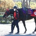 【注目馬動向】最優秀障害馬マイネルグロンが障害再試験合格　五十嵐雄祐騎手と復帰へ一歩前進　青木調教師「さすがだな」