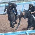 【オールカマー１週前】コスモキュランダが３頭併せで突き抜け好時計　加藤士調教師「１週前としてはいいですね」