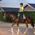 【セントライト記念・超ブル診断】日本ダービー組は４着馬が魅力も高配の使者は別路線組