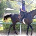 【セントライト記念・金曜気配】「彼特有のうるささがなくなって」手塚久師はアウダーシアの成長実感