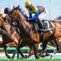 【習志野特別】名牝ディアドラの全弟 イベントホライゾンが連勝なるか