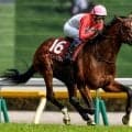 【セントライト記念予想】上位人気強いレースでの死角はあるの？ 過去データから探るGIIセントライト記念