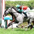 【阪神５Ｒ】芦毛のゴールドシップ産駒マイネルグリモアがまくってデビュー勝ち　国分恭介騎手「まだまだ奥がある馬」