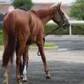 日曜阪神競馬場の注目激走馬…阪神１１Ｒローズステークス・Ｇ２