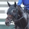 【セントライト記念】川田将雅騎手の４番人気バステールは１３着　日本ダービー３着からの秋初戦はまさかの結果に…