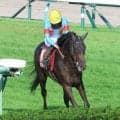 【セントライト記念】川田将雅騎手の４番人気バステールは１３着　秋初戦まさかの結果に「馬場が合わなかった」と斎藤崇調教師