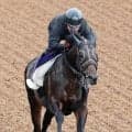【オールカマー・山下の特注馬】去年とは違う！コスモキュランダが復権へ　１週前追い切りが抜群の動き