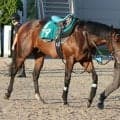坂路で4F51秒8の好時計 インパルスドライブが土曜阪神で初陣/関西馬メイクデビュー情報