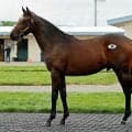 静内農業高校の生産馬2頭 セプテンバーセールで落札