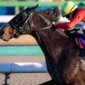 【オールカマー】「中山の鬼」コスモキュランダ 2年半ぶりの重賞2勝目なるか