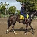 母クルミナルはクラシック活躍馬 プルヴィナルが土曜中山で初陣/関東馬メイクデビュー情報