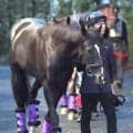 【神戸新聞杯】５・９億円馬エムズビギンが武豊騎手と重賞初Ｖ狙う　レジェンドは０５年ディープインパクトなど過去３勝