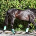 【神戸新聞杯】ロブチェン９頭目３冠へ落とせない！　秋始動戦に杉山晴師「変化のないことを求めていたのでホッ」