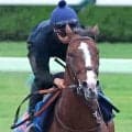 【注目馬動向】札幌記念４着のローシャムパークは中東のバーレーンインターナショナルＴに登録　４か国目、６度目の海外遠征へ