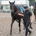 【オールカマー】有馬記念１２番人気２着コスモキュランダ　現役屈指の中山巧者が重賞２勝目へ