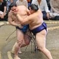 大の里が圧巻の電車道！珍しい右おっつけ披露「動きが良くなっている」