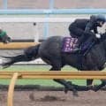 【神戸新聞杯】２冠馬ロブチェンは坂路で活気十分　陣営「動きも行きっぷりも良かった」