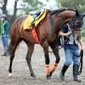 【オールカマー】エセルフリーダは中山牝馬Ｓ勝利から６か月半ぶり実戦　武藤調教師「理想的な体重で出られそう」